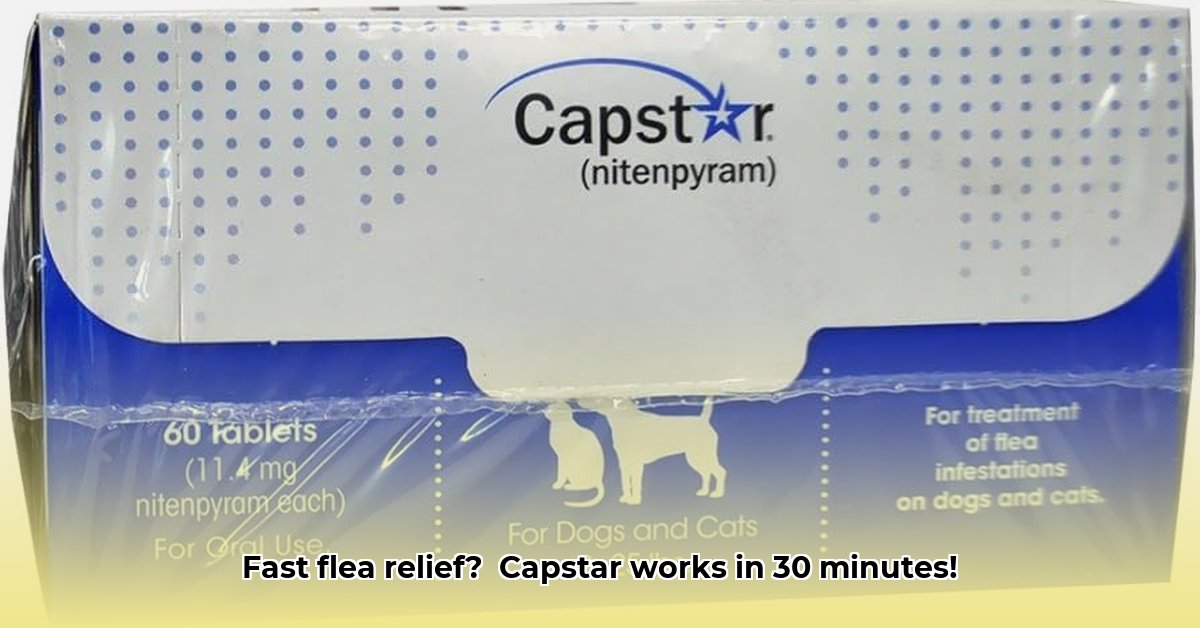 capstar-for-cats-tractor-supply